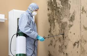 Best Basement Mold Removal  in Wollochet, WA